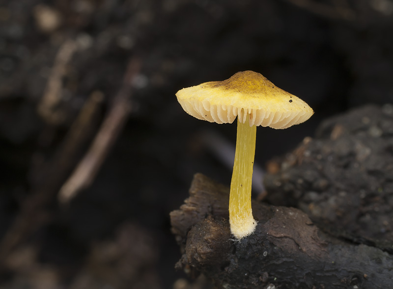 Pluteus romellii